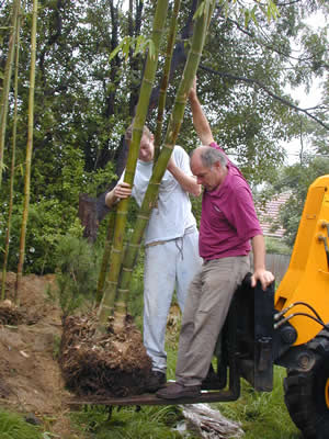 establish large bamboo